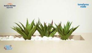 Read more about the article <strong>Simak Manfaat Aloe Vera untuk Kesehatan Kulit & Wajah</strong>