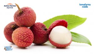 Read more about the article <strong>9 Manfaat Pada Buah Leci Yang Baik Untuk Tubuh</strong>